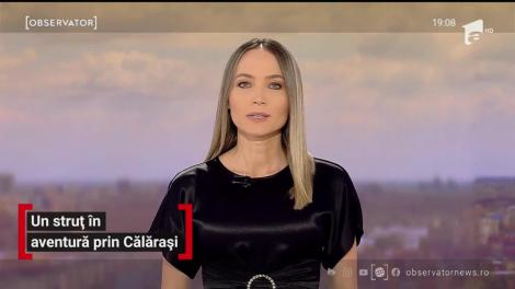 Un struţ a fost surprins în timp ce alerga pe o şosea din Călăraşi