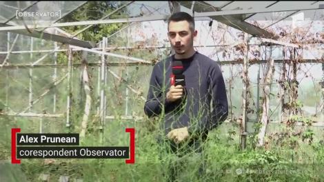 Sparanghelul, o raritate în culturile fermierilor români