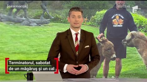 Arnold Schwarzenegger, sabotat de un măgăruș și un cal