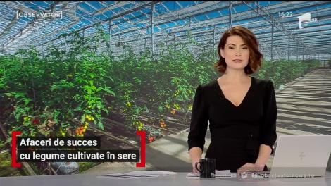 Afaceri de succes cu legume cultivate în sere