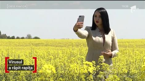 2020 nu e anul fotografiilor în lanul de rapiţă. O poză de amorul artei în deja tradiţionalul decor galben vă poate aduce o amendă