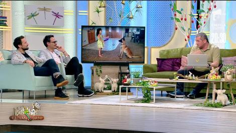 Smiley News: O fetiță se joacă "De-a v-ați ascunselea" cu un câine! Uite ce a ieșit!