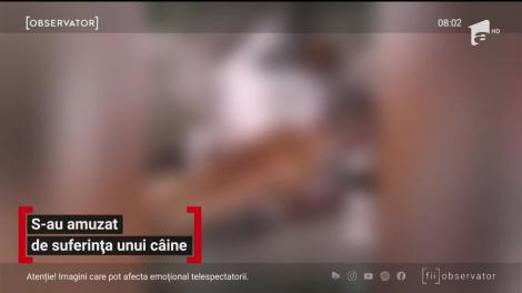 Imagini de o cruzime inimaginabilă au fost filmate în Orăştie. Un tânăr şi-a asmuţit câinele de luptă asupra unui maidanez, pentru a se distra alături de prieteni
