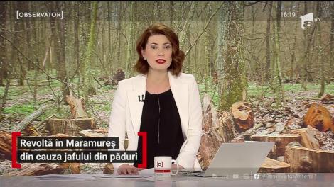 Revoltă în Maramureş din cauza jafului din păduri