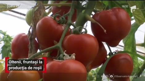 Oltenii, fruntași la producția de roșii