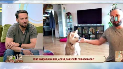 Cum înveți un câine să-ți asculte comenzile! Tehnici de dresaj pe care să le folosești acasă