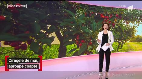 Cireșele de mai, aproape coapte