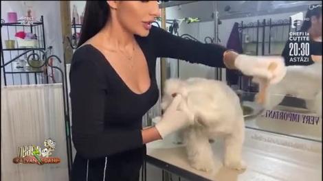 Totul despre igiena animalelor de companie