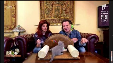 Candice Dragotă, despre importanța vaccinării pisicilor