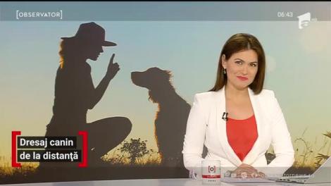 Dresaj canin de la distanță