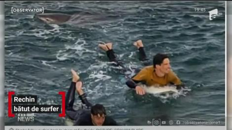Rechin bătut de surfer