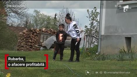 Rubarba, o afacere profitabilă