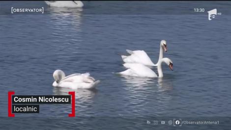 Spectacolul naturii în delta Olteniei din Ipoteşti