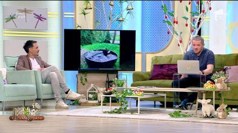 Smiley News: Un urs face baie într-o piscină