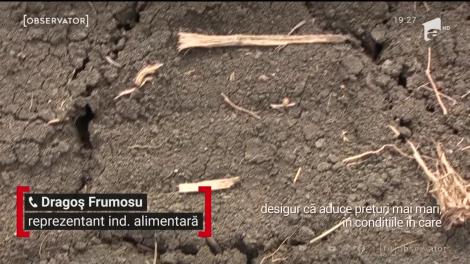 Pandemia a scumpit legumele şi fructele