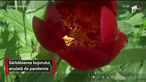 Sărbătoarea bujorului, anulată de pandemie