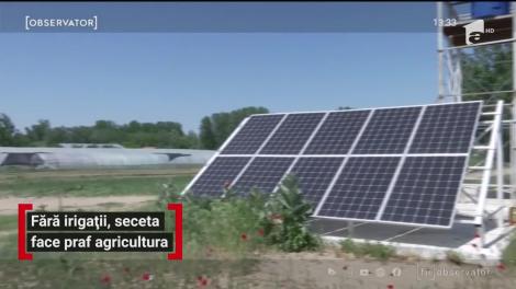 Fără irigații, seceta face praf agricultura din România