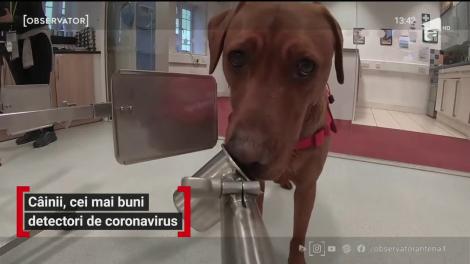 Câinii, cei mai buni detectori de coronavirus