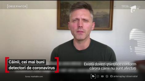 Câinii, cei mai buni detectori de coronavirus