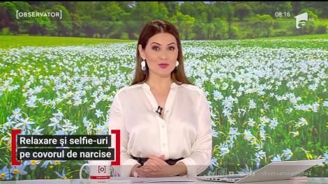 Relaxare și selfie-uri pe covorul de narcise de la poalele munţilor Harghitei