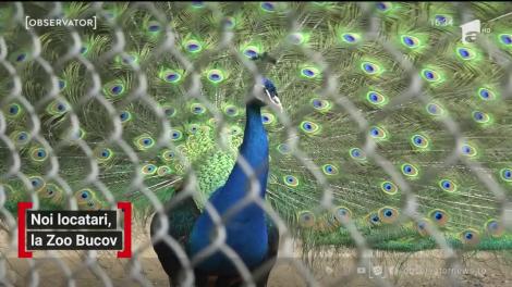 Grădina zoologică din Prahova s-a umplut de pui