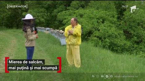 Mierea de salcâm va fi mai puţină şi mai scumpă în acest an