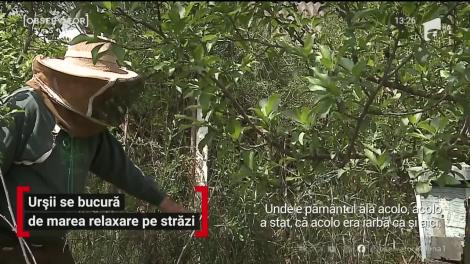 Urșii se bucură de marea relaxare pe străzile unei comune din Mureş. Sătenilor le este frică să mai iasă din case
