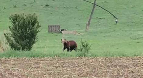 Urșii umblă pe străzi, de două luni de zile. Sătenilor dintr-o comuna din Mureș le este frică să mai iasă din case