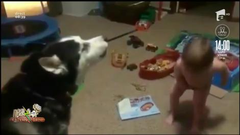 Smiley News. Bebelușa certăreață, băiețelul lup