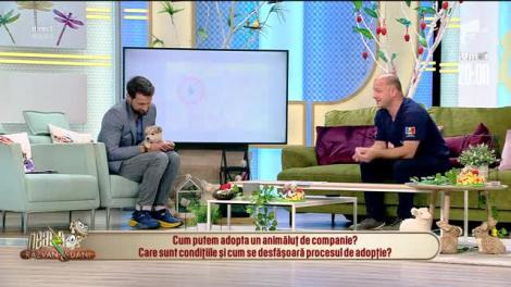 Căpușele, pericolul din parcuri! Cum protejăm animalele de companie de acești paraziți! |Video