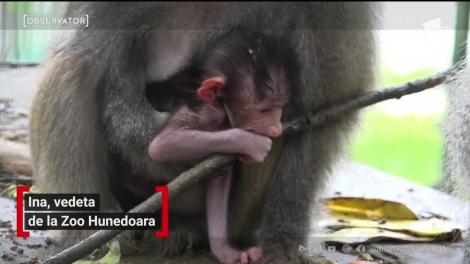 Ina, un pui de babuin ce a devenit vedeta de la Zoo Hunedoara