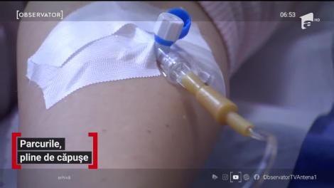 Parcurile din România, pline de căpușe