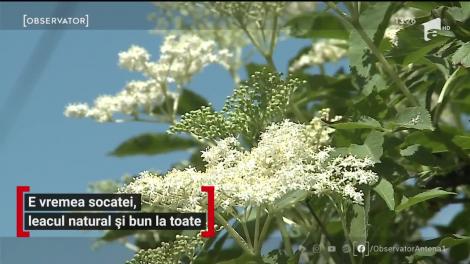 E vremea socatei, leacul bun la toate