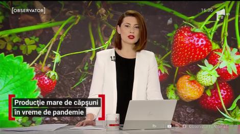 Producție mare de căpșuni în vreme de pandemie