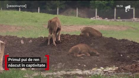 Primul pui de ren născut în captivitate într-un sat din Braşov