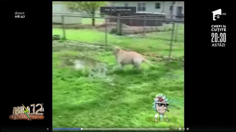 Smiley News. Câinele după pandemie