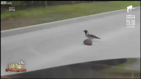 Cum a devenit o cioară erou pe șosea! Pasărea i-a lăsat mască pe șoferi! Ce a făcut | VIDEO