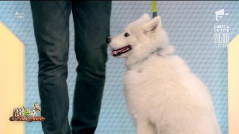 Educație canină cu Cătălin Cornea, specialist în dresaj și comportament canin