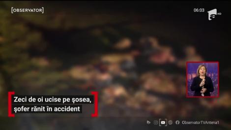 Zeci de oi ucise pe o șosea din Timiş, șofer rănit în accident
