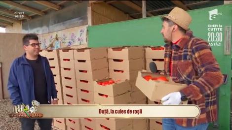 Roșiile românești, bune de cules