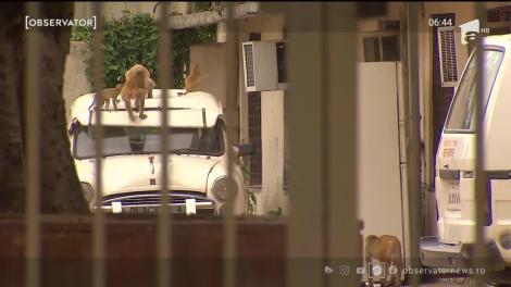 Probe pentru teste de Covid-19, furate de maimuțe