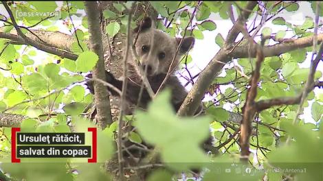 Intervenţie spectaculoasă într-o localitate din Mureş! Pompierii au fost chemaţi să salveze un pui de urs cocoţat într-un copac