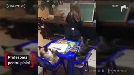 Profesoară pentru pisici