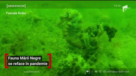 Fauna Mării Negre se reface în pandemie