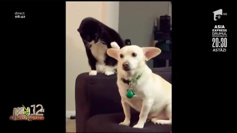 Smiley News: Dragostea de pisica față de un câine