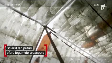 Solarul din peturi cu legume proaspete, invenția unui legumicultor din Neamţ