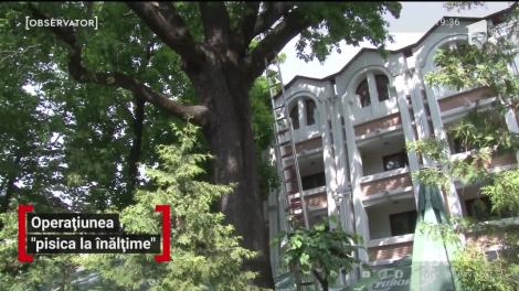 Pompierii din Botoşani și pisica speriată