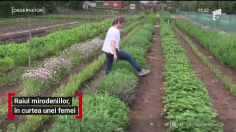 Raiul mirodeniilor, în curtea unei femei din Arad