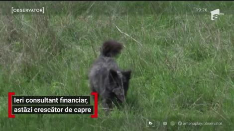 Ieri consultant financiar, astăzi crescător de capre