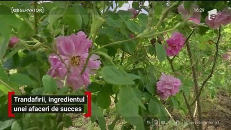 Trandafirul de Damasc, ingredientul unei afaceri profitabile începute de doi tineri din Gorj. Ce au reușit să facă din el